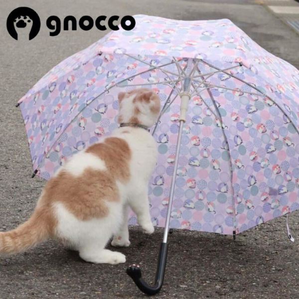 gnocco/ニョッコ シャム猫