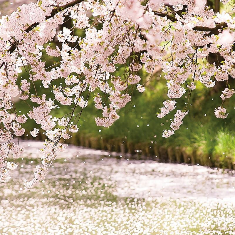  津軽びいどろ にほんの色 ふうけい タンブラー　桜